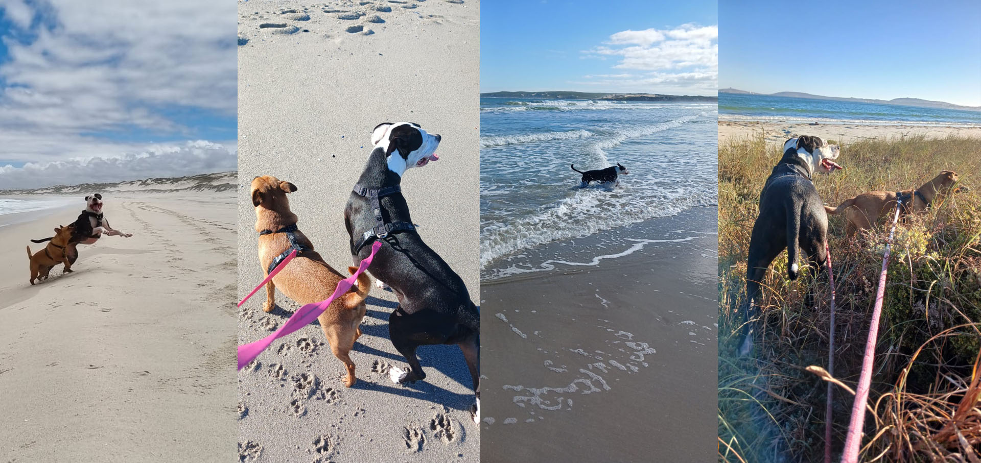 Four Paws, Endless Adventures